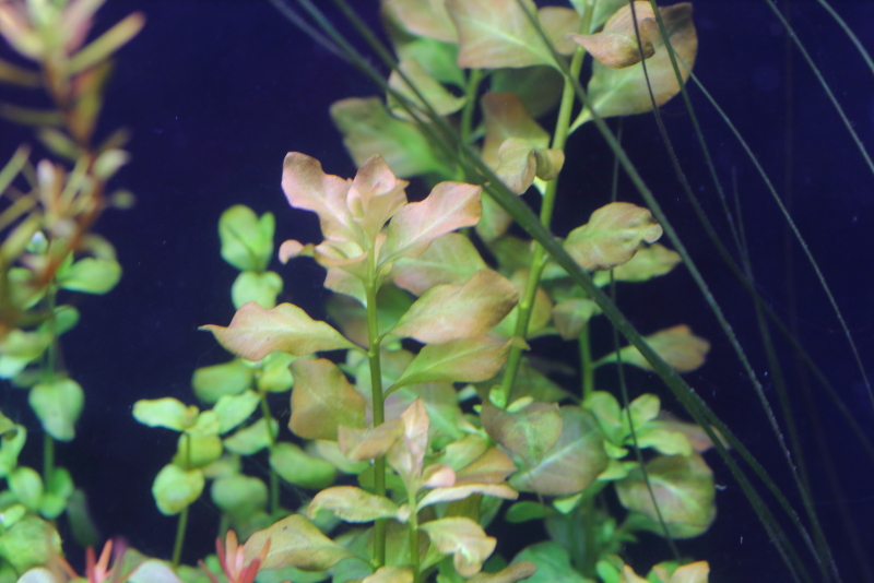 植栽から14日目
